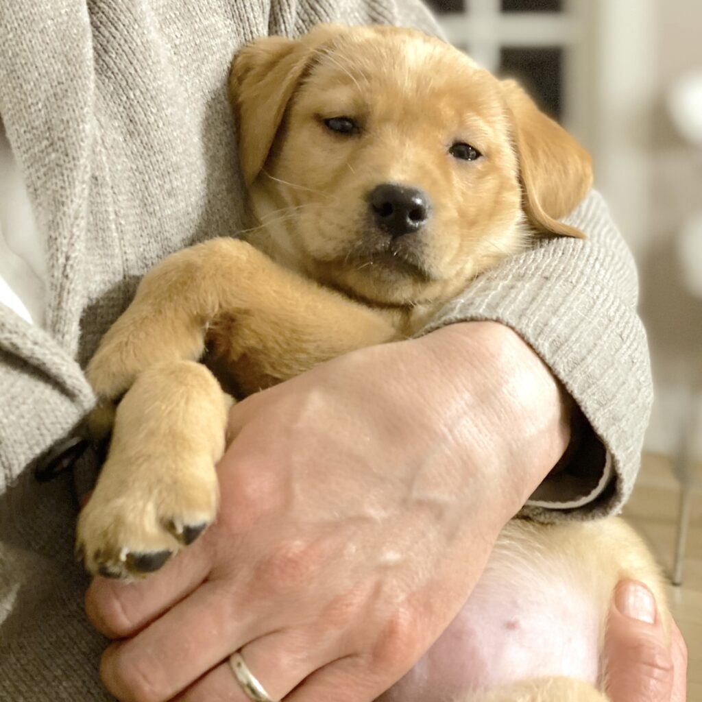 Baby talk to dogs