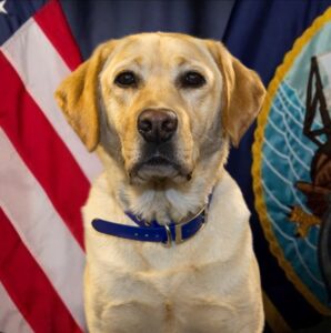 Wasp Ike is one of the first military service dogs on board a ship.